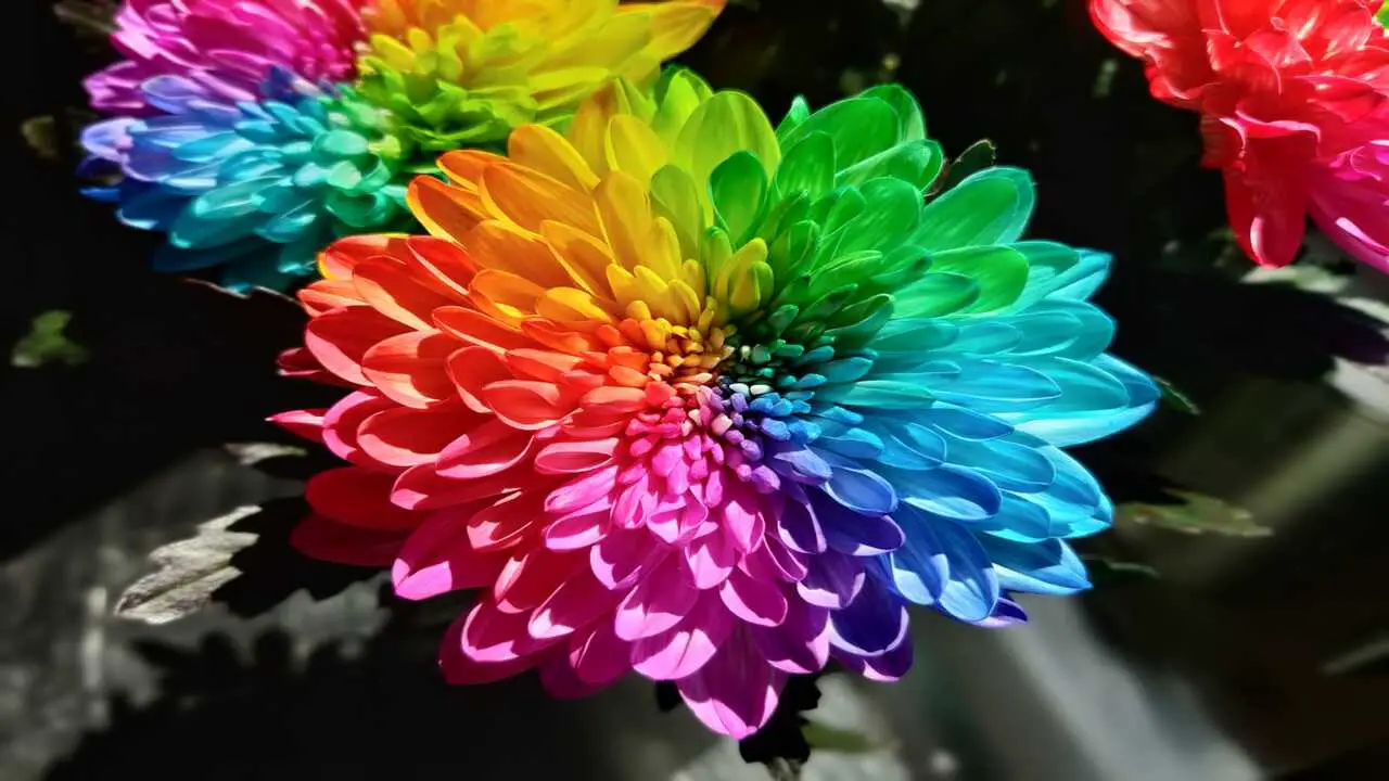 A Rainbow Of Flower Colors