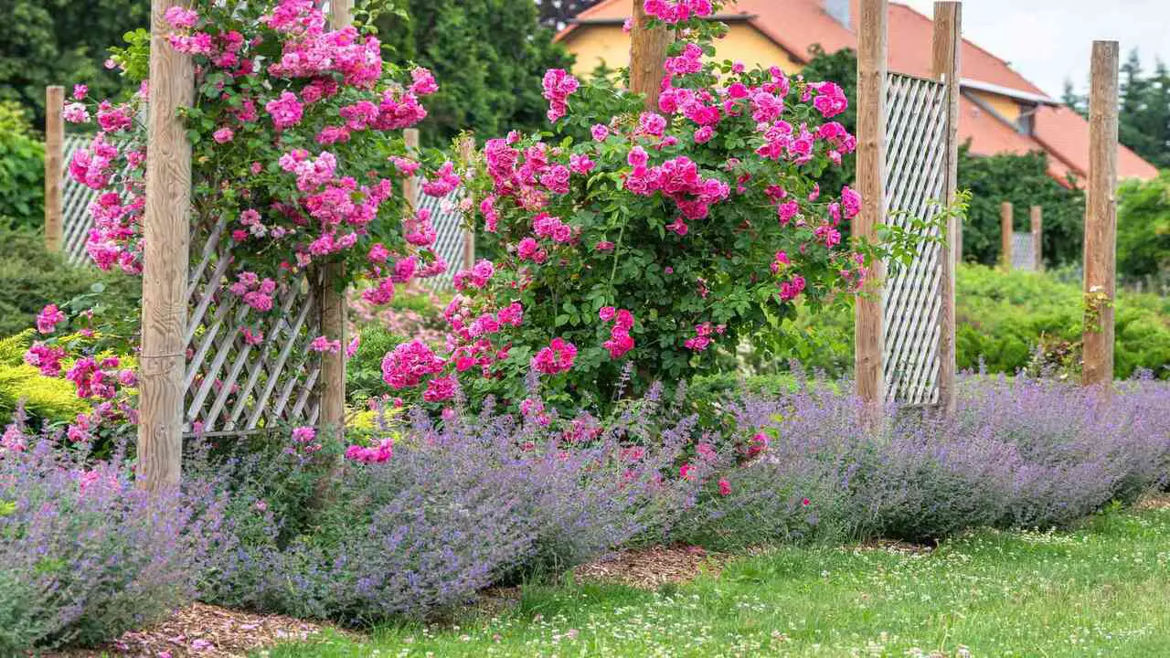 About Companion Planting For Roses