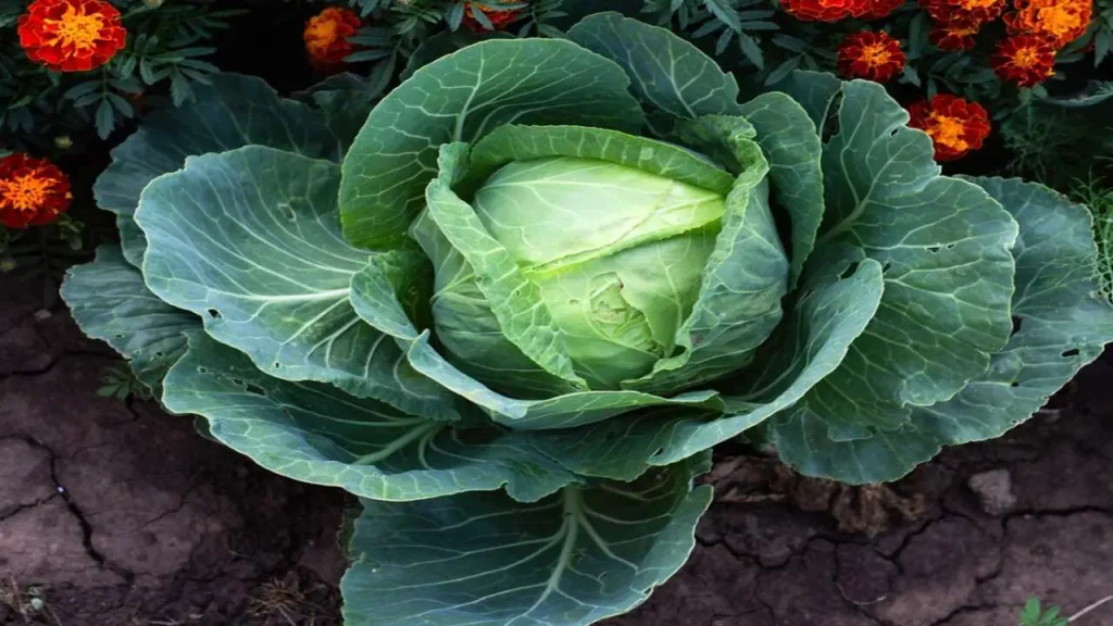 About Companion Planting With Cabbage