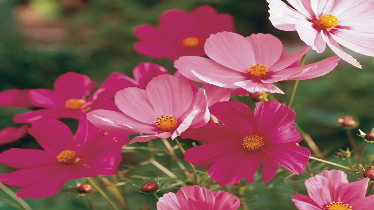 About Cosmos Flowers