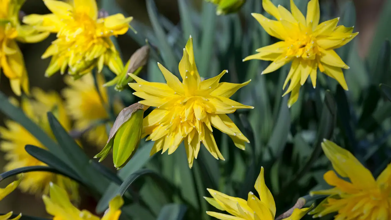 About Daffodils And Color Varieties