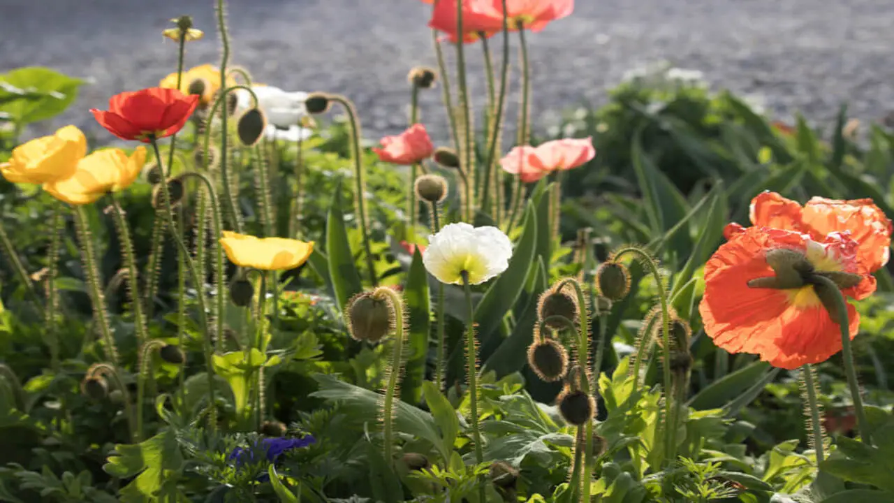 About Iceland Poppies