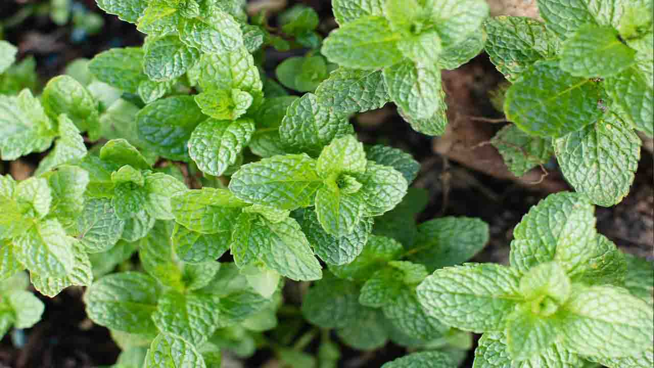 About Mint And Its Varieties