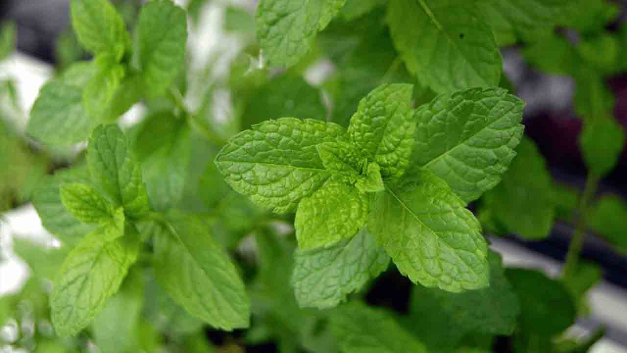 About Mint Companion Plants