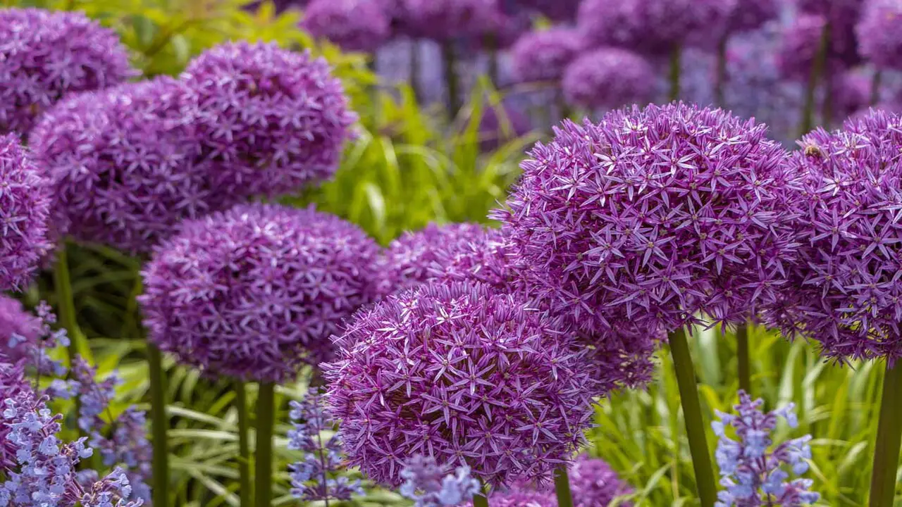 About Ornamental Alliums