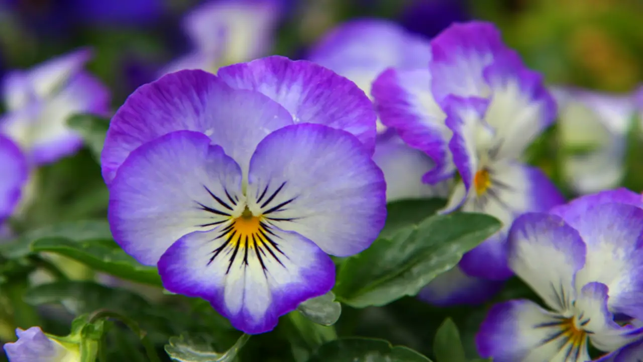 About Pansies