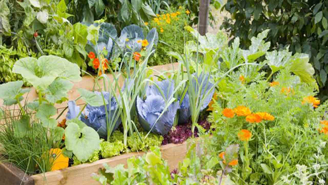 About The Concept Of Companion Planting