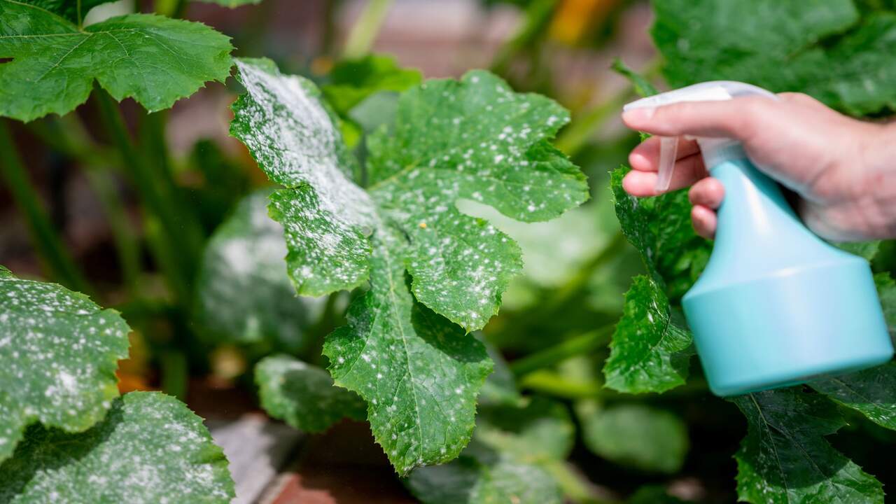 Additional Strategies And Techniques For Powdery Mildew Control