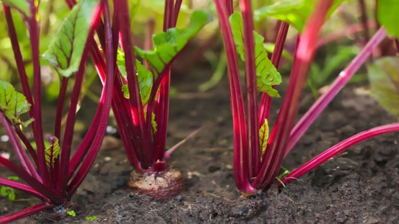 Advantages Of Growing Beets In Pots