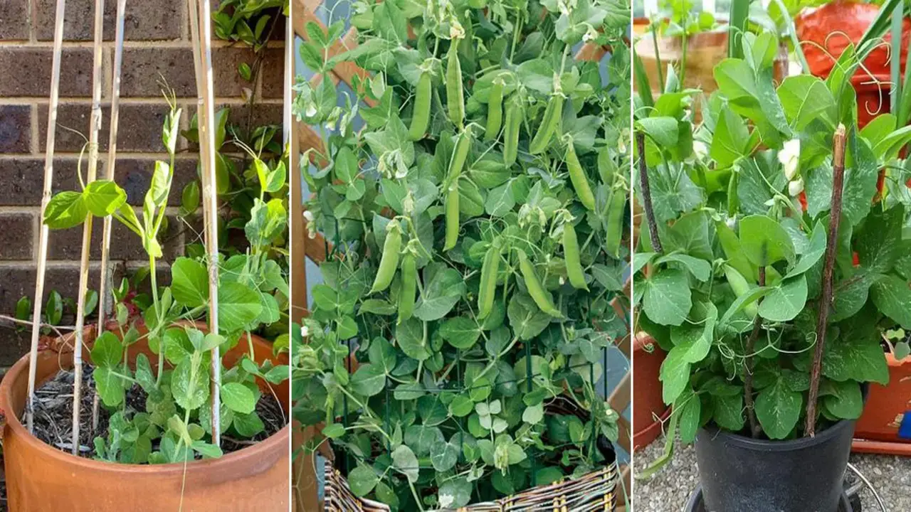 Advantages Of Growing Peas In Pots