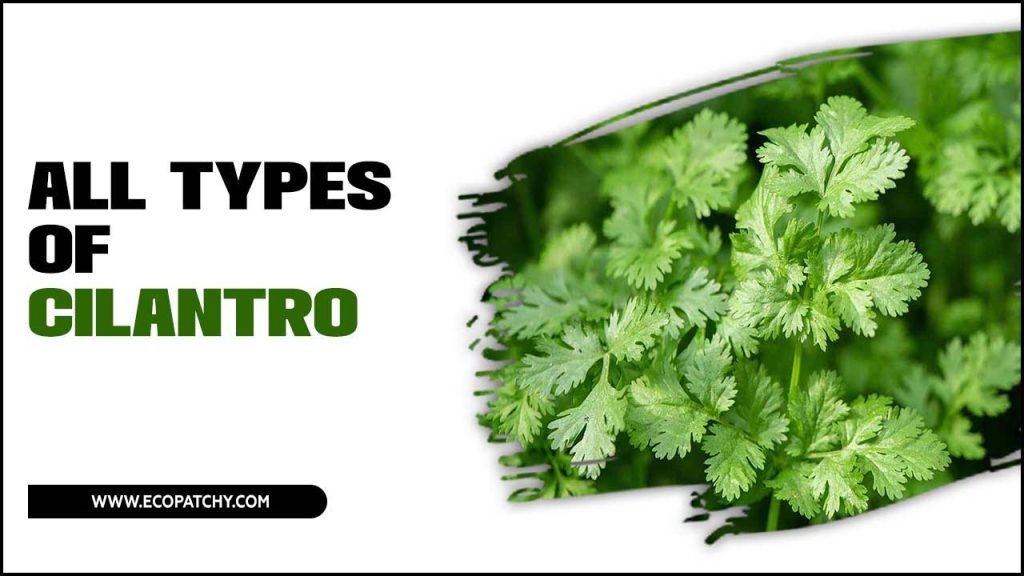 All Types Of Cilantro - Cilantro Sensations