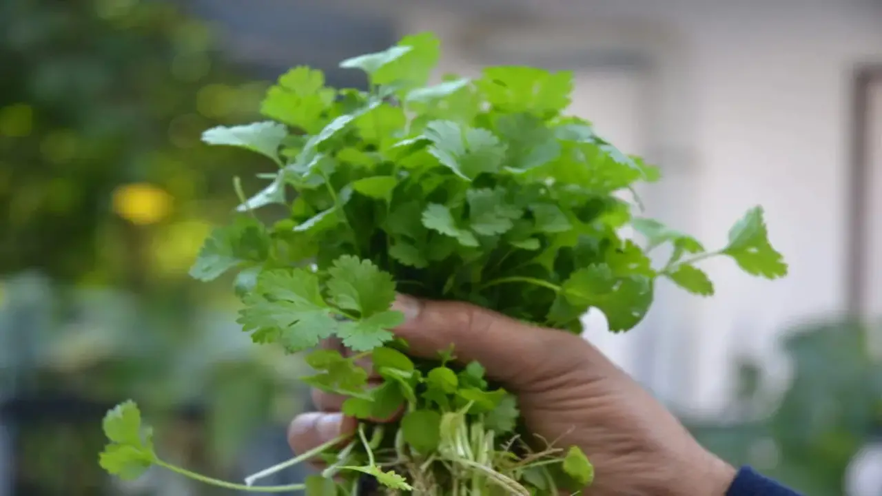 All Types Of Cilantro To Try Growing