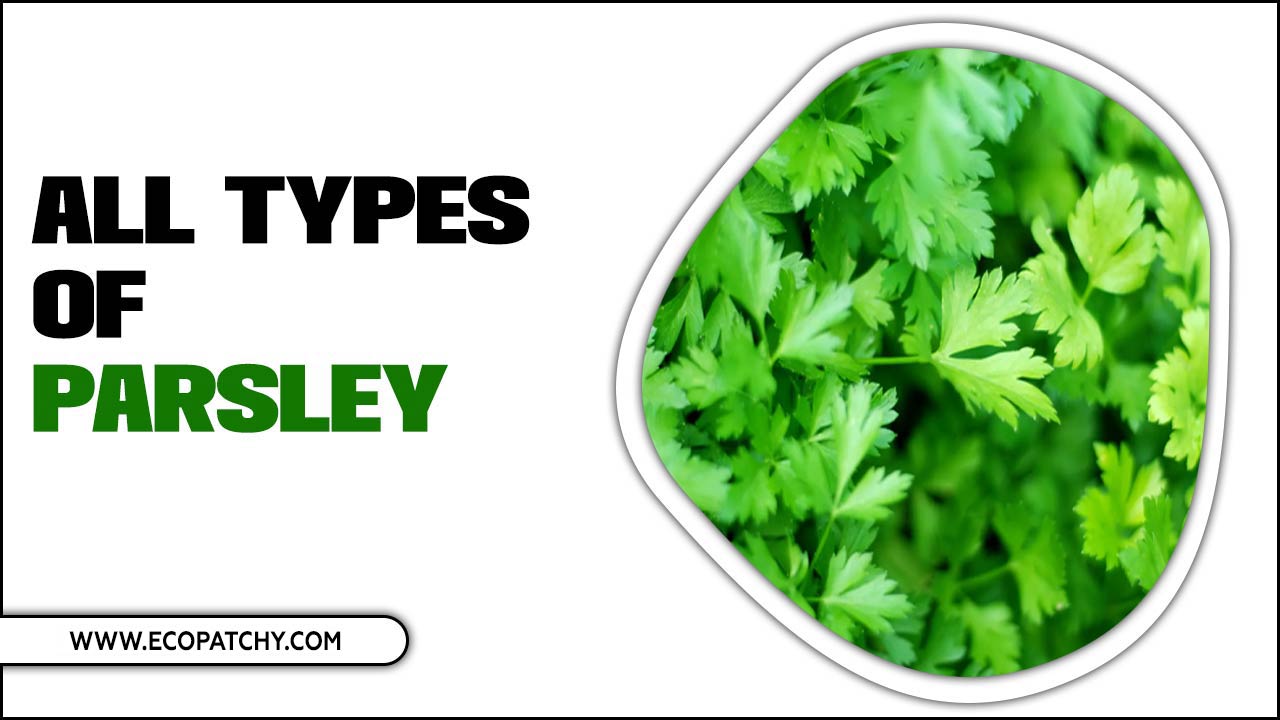 All Types Of Parsley