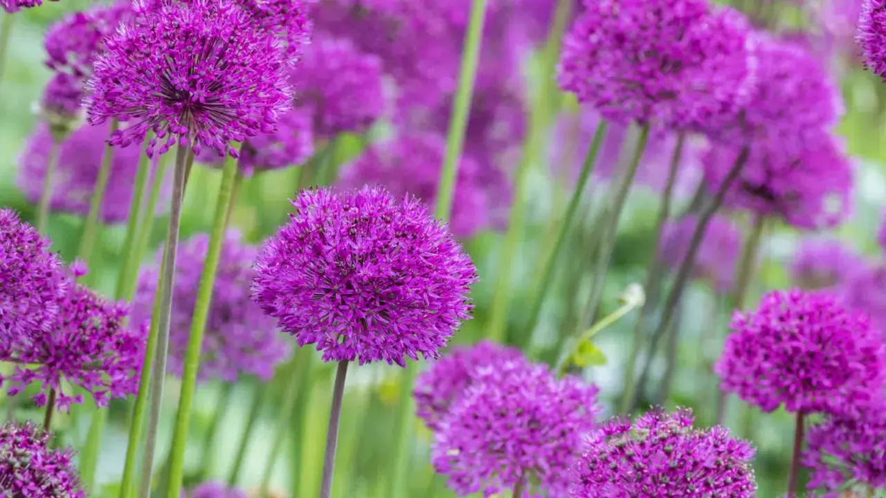 Alliums Deterring Harmful Insects