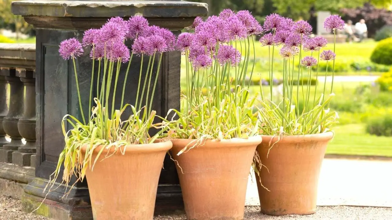 Alternatives To Planting Allium Bulbs Late