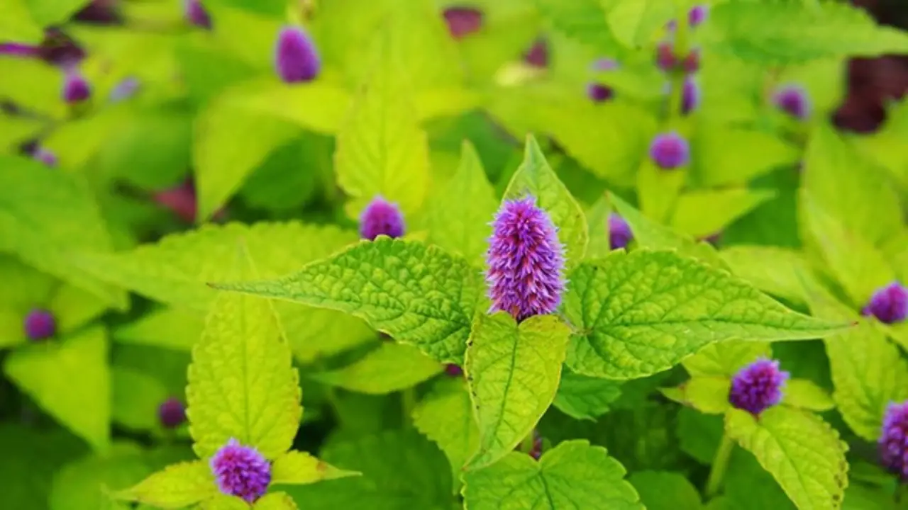 Anise Hyssop Tastes Bitter With A Hint Of Mint