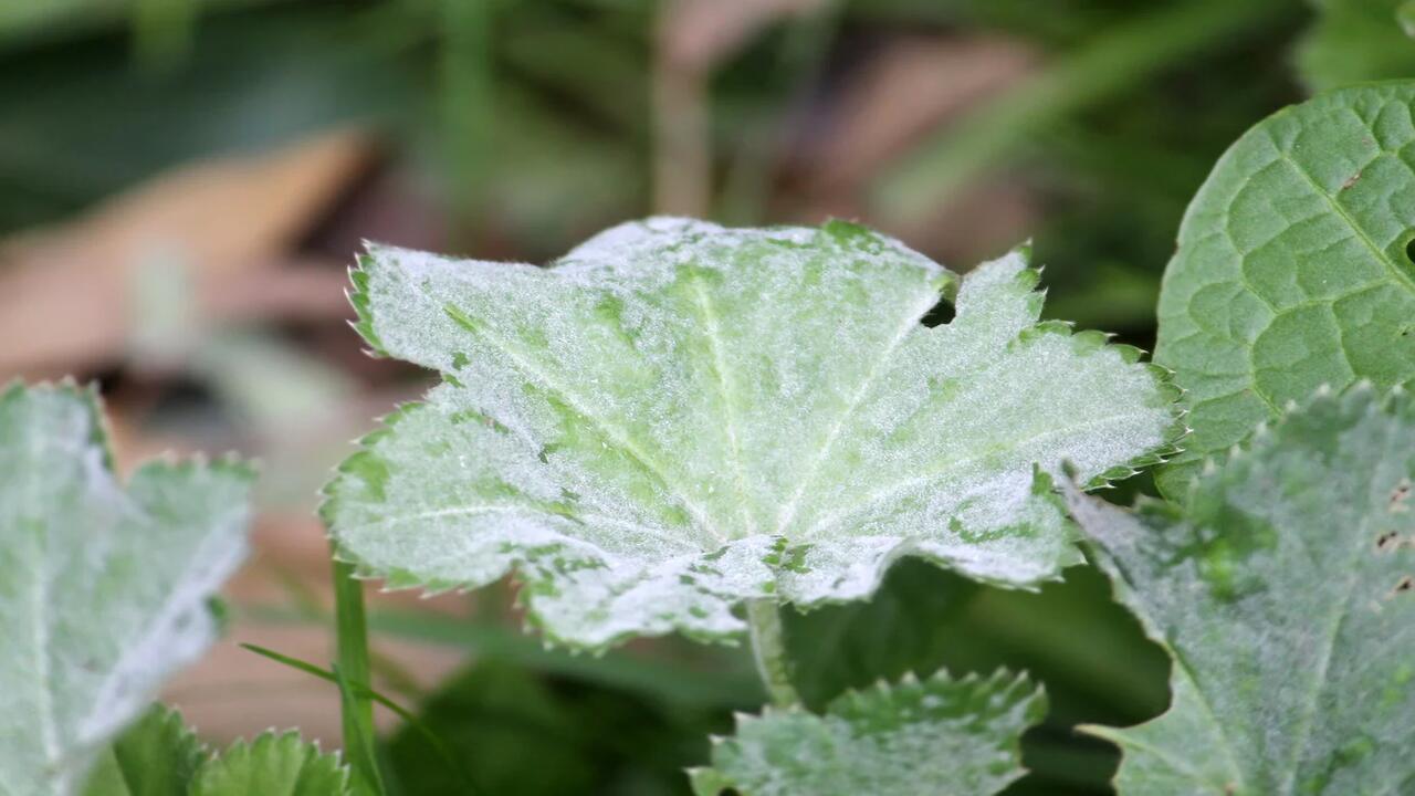 Are There Any Recommended Products To Combat Powdery Mildew