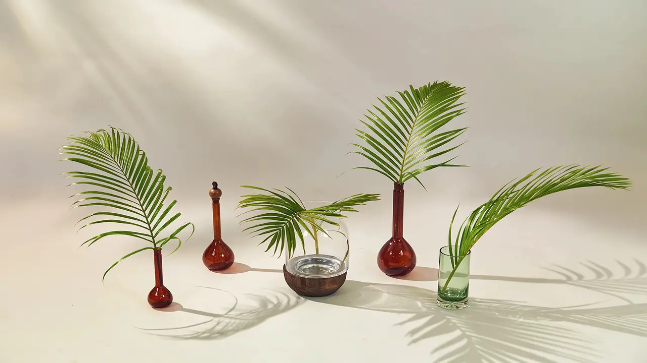 Areca Palm - The Humidifier