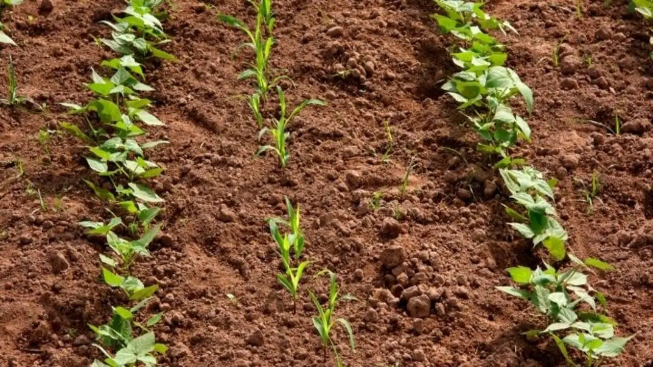 Beans - Adding Nitrogen To The Soil
