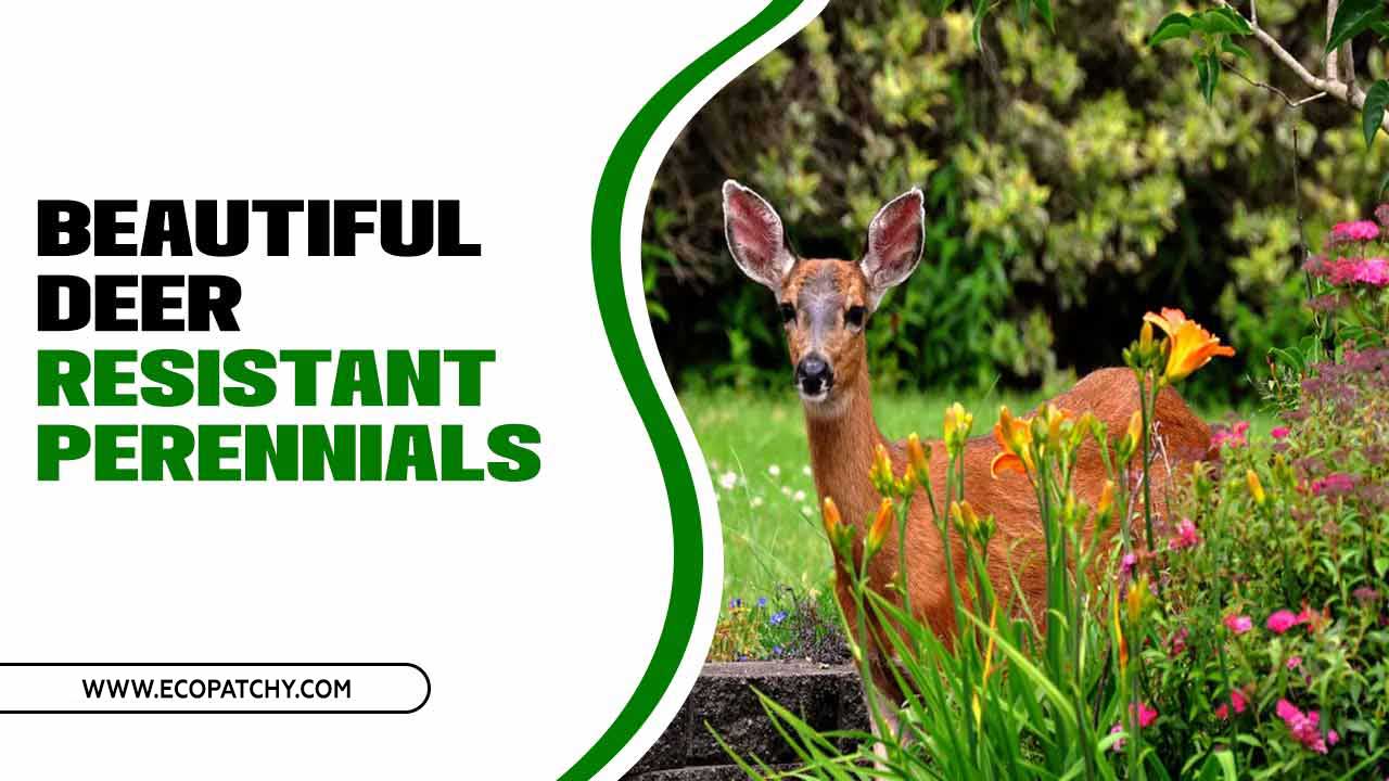 Beautiful Deer Resistant Perennials