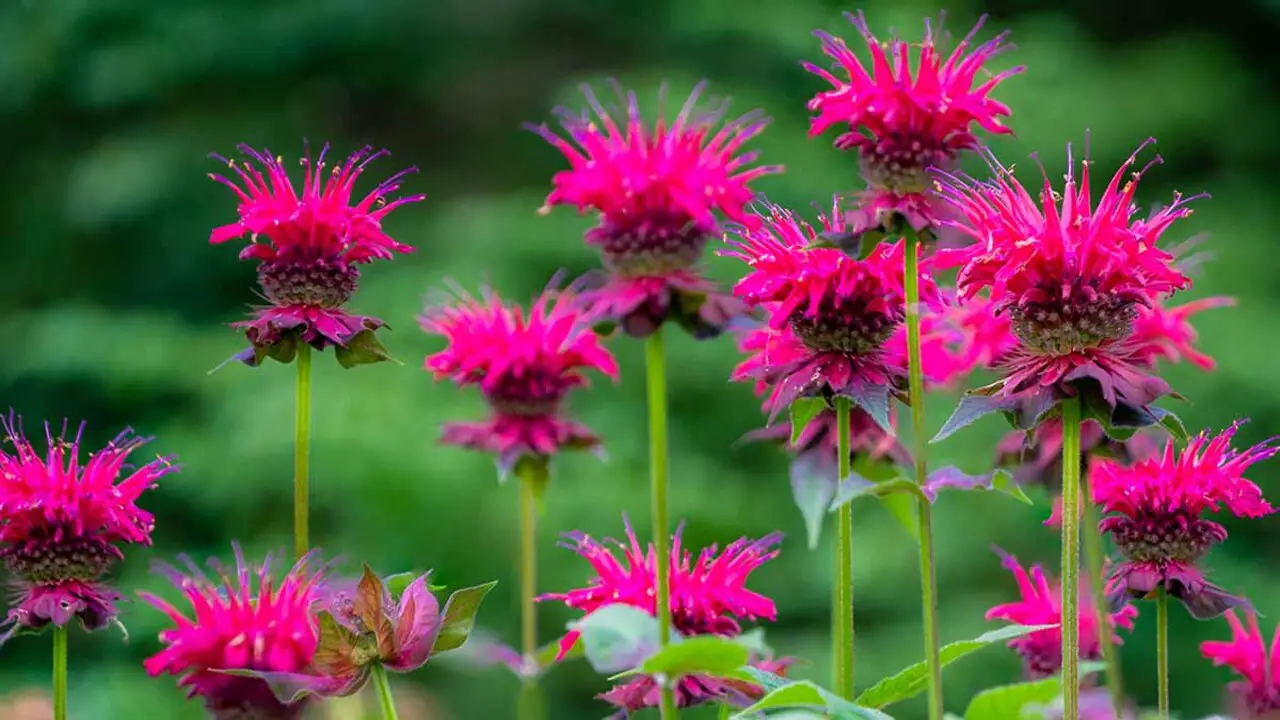 Bee Balm Tastes Minty And Spicy