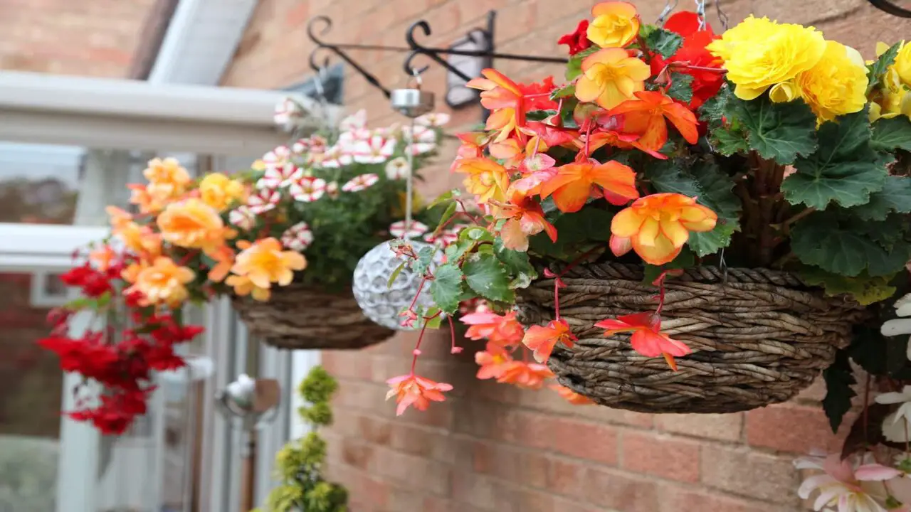 Begonias - Ideal For Hanging Baskets