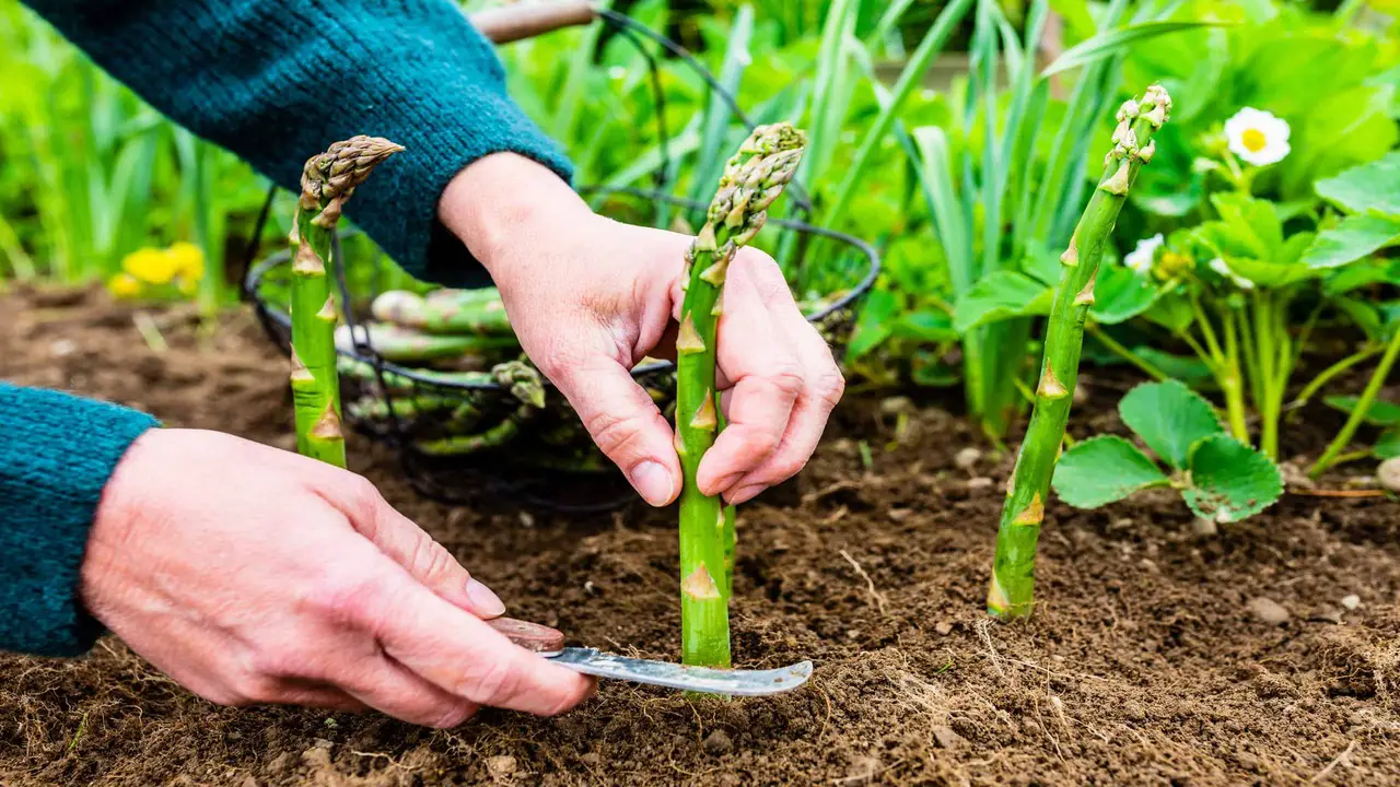 Benefits Of Companion Planting With Asparagus