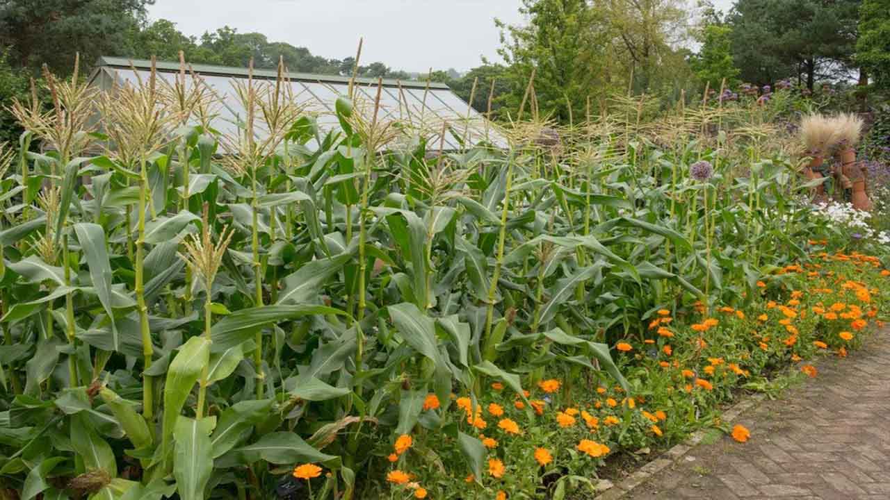 Benefits Of Companion Planting With Corn