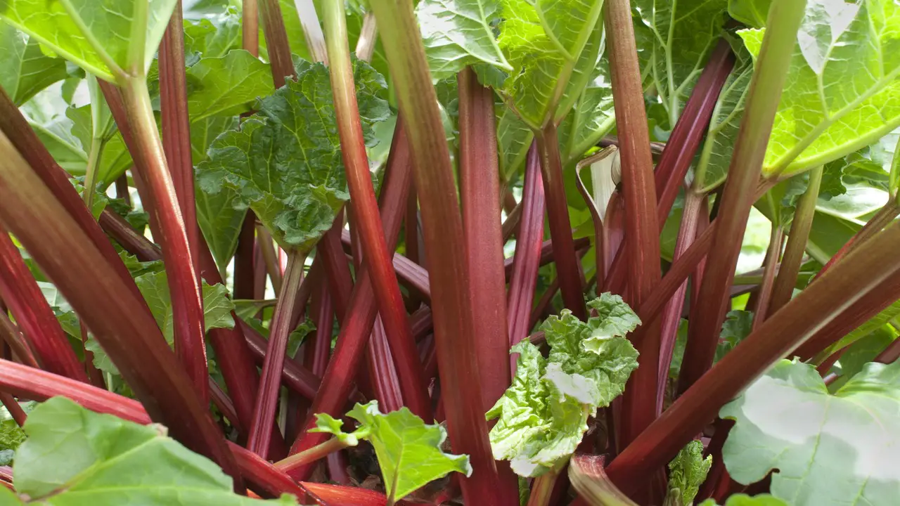 Benefits Of Companion Planting With Rhubarb