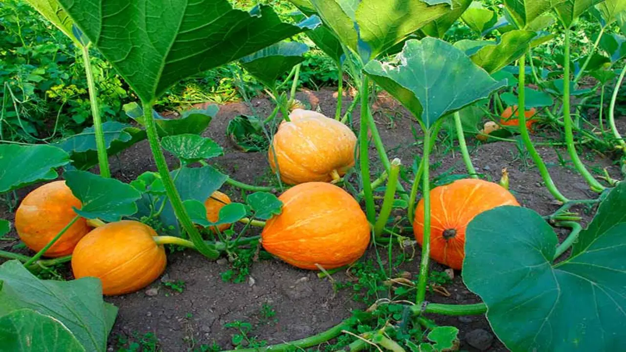 Benefits Of Growing Pumpkins With Companions