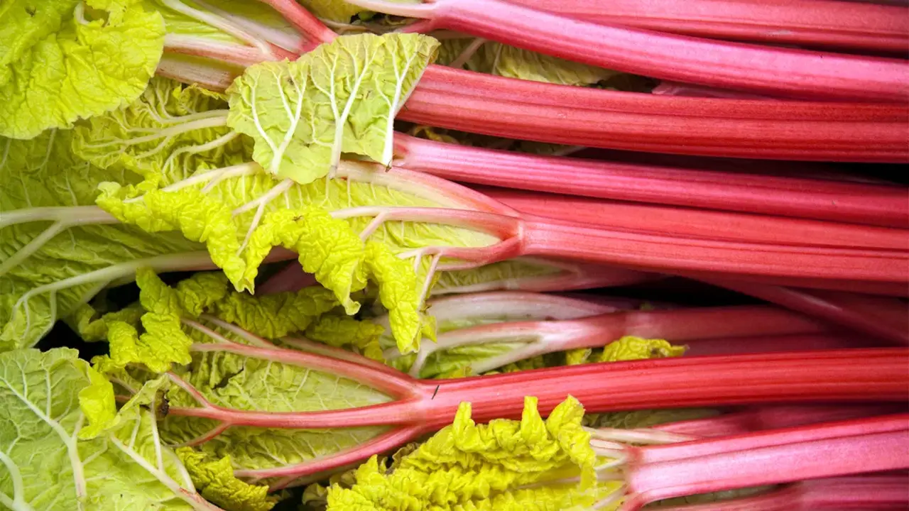 Benefits Of Growing Rhubarb