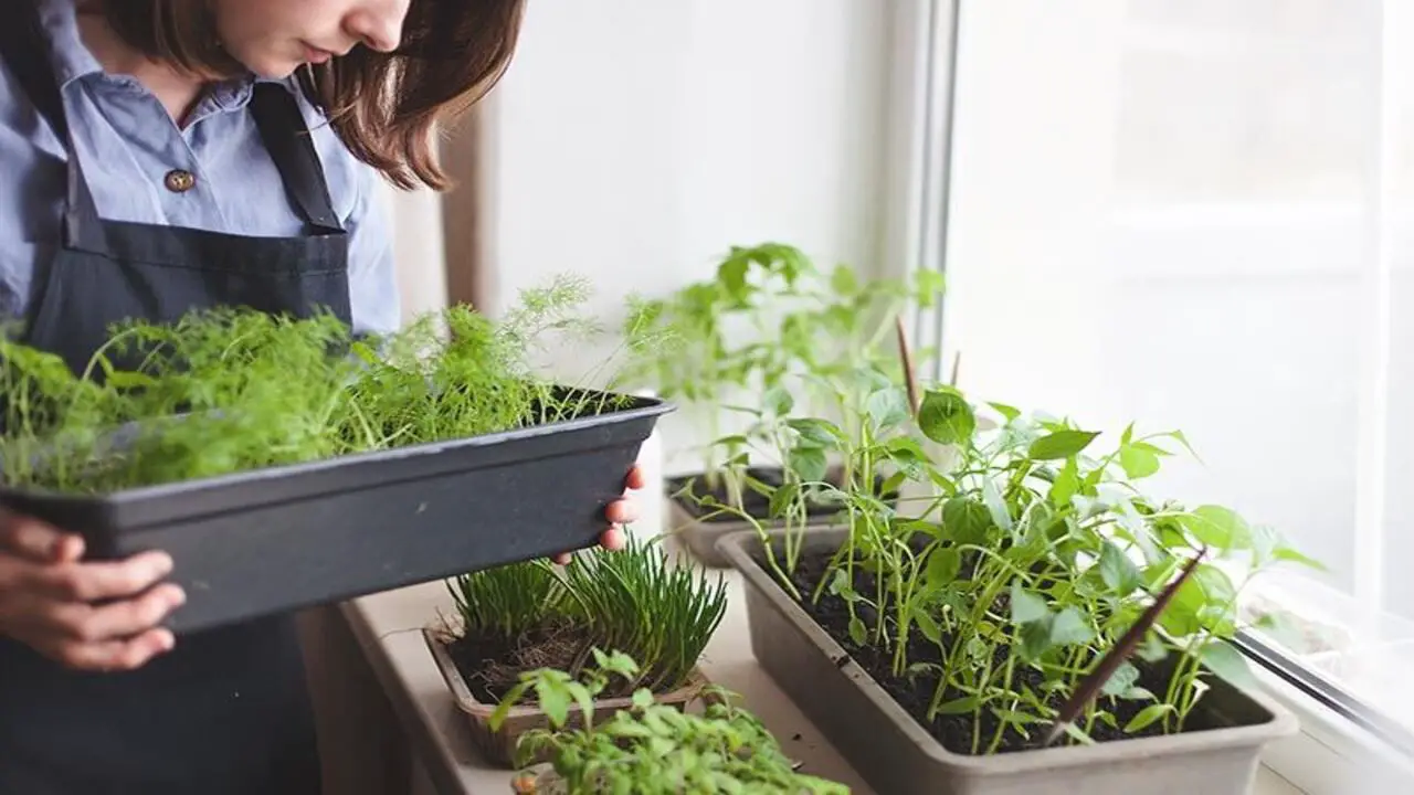 Benefits Of Growing Vegetables Indoors