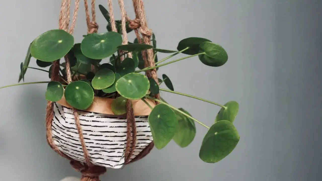 Benefits Of Indoor Hanging Plants