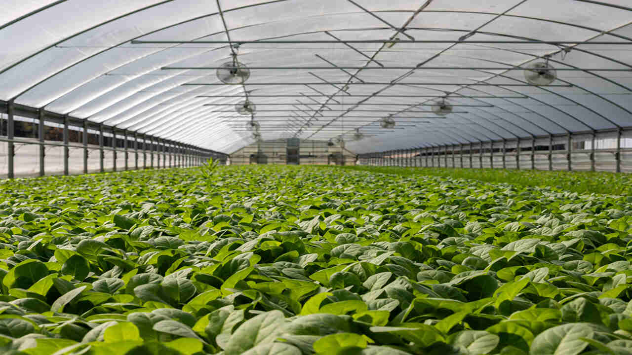 Benefits Of Using A Greenhouse For Plant Cultivation