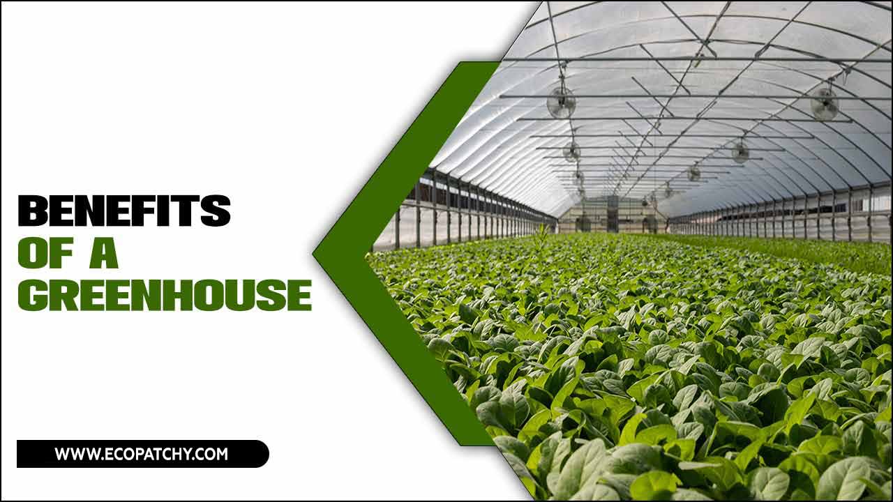 Benefits Of A Greenhouse