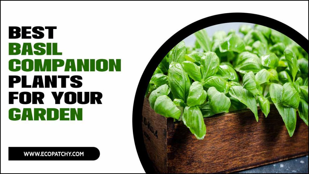 Best Basil Companion Plants For Your Garden 13 Uncover Tips