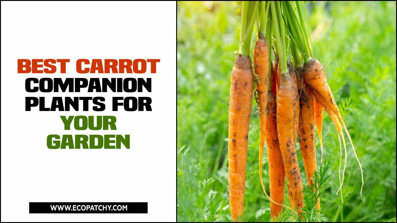 Best Carrot Companion Plants For Your Garden