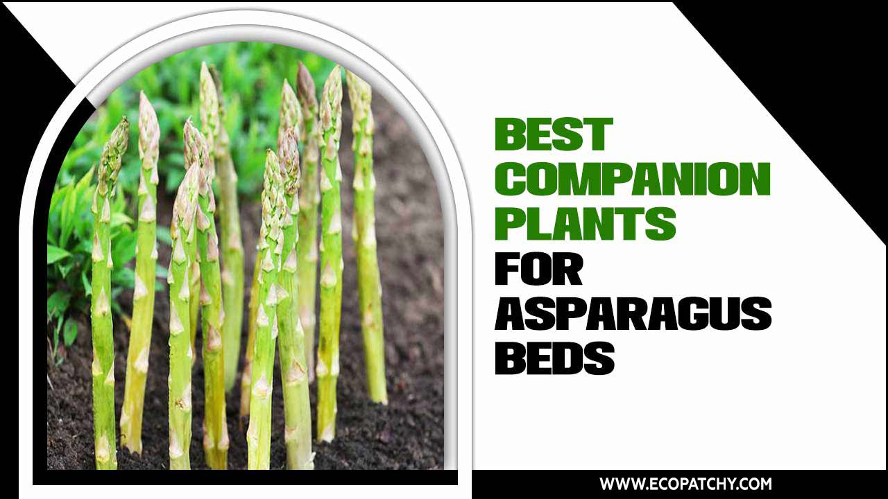Best Companion Plants For Asparagus Beds