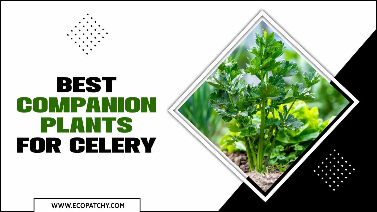 Best Companion Plants For Celery