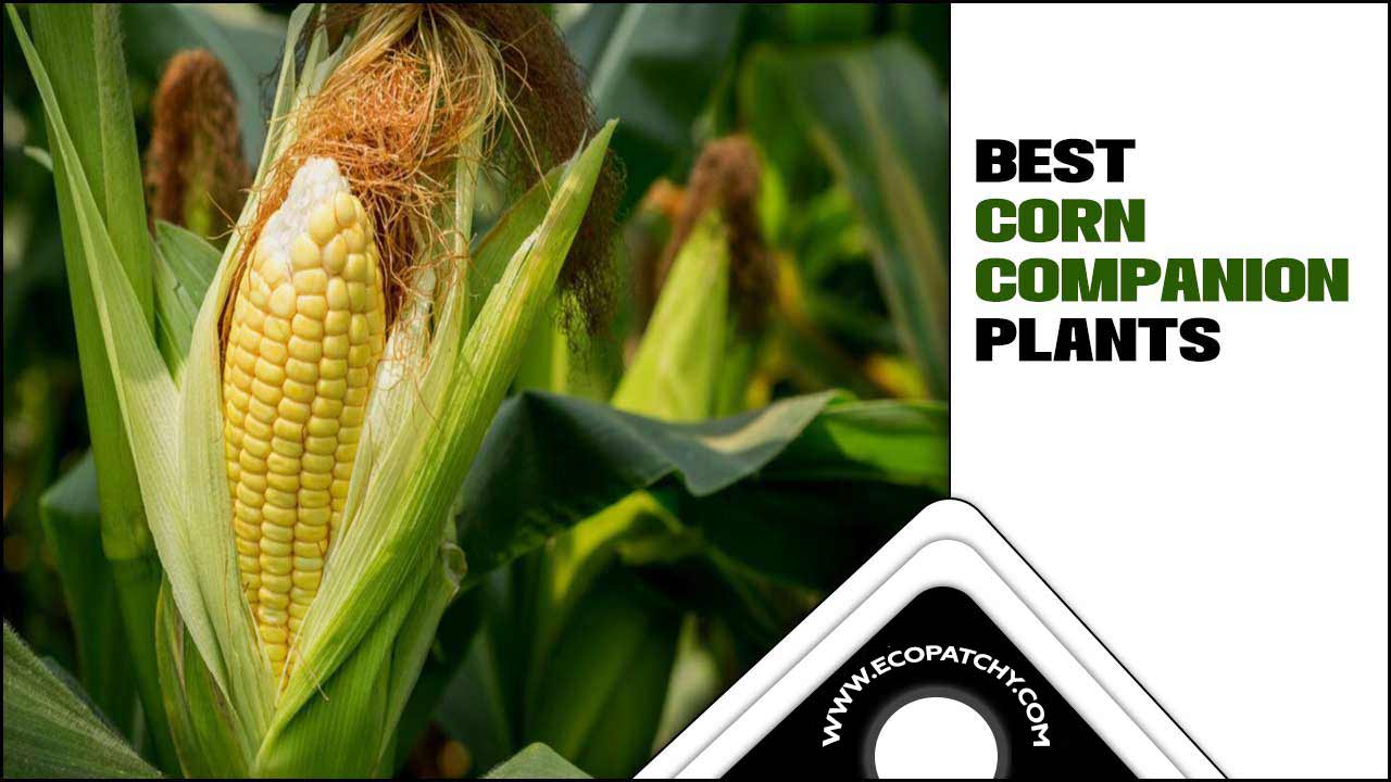 Best Corn Companion Plants
