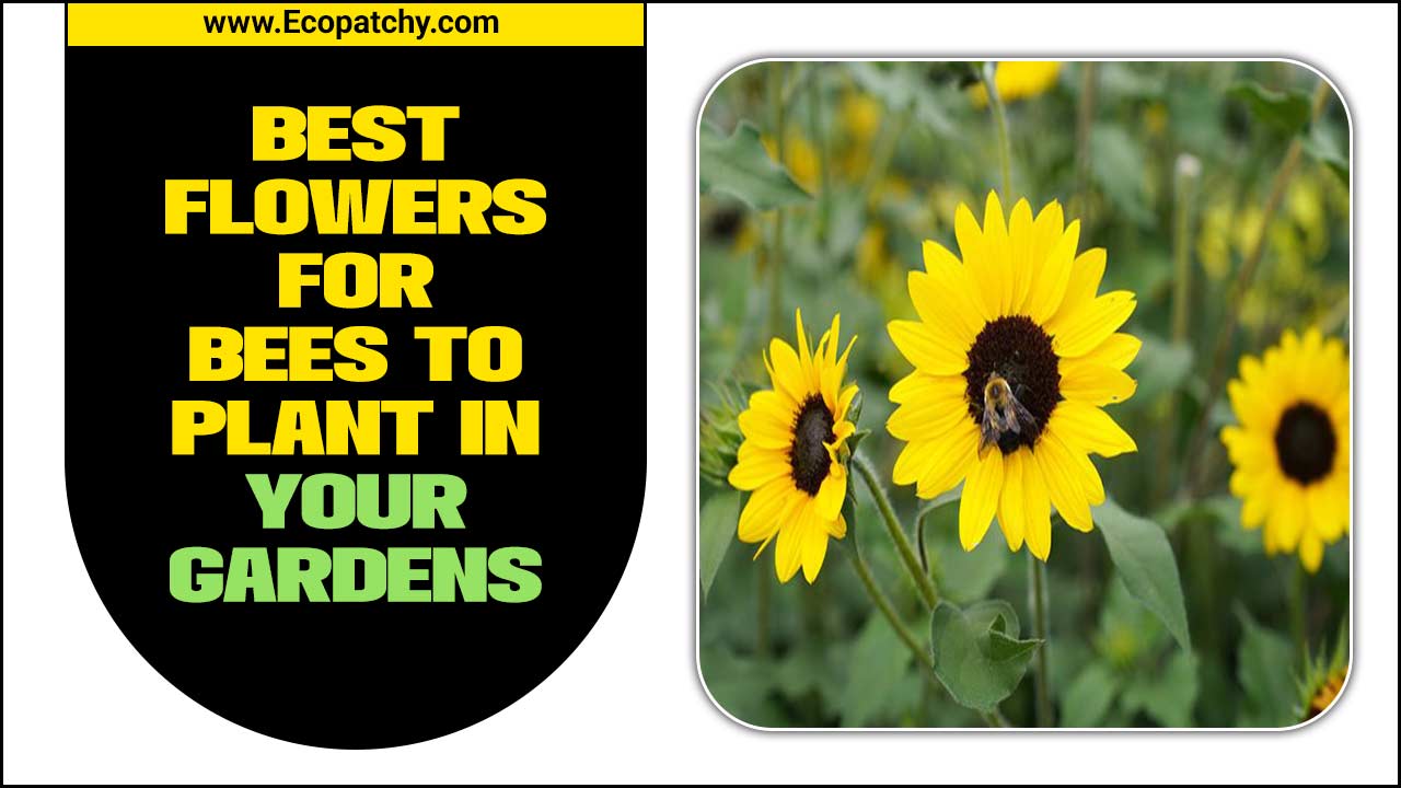 Best Flowers For Bees To Plant In Your Gardens