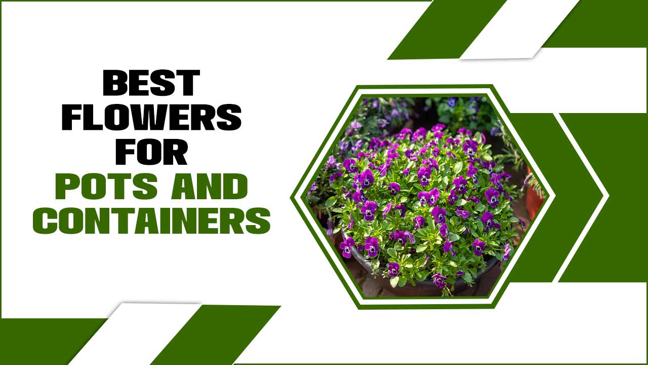 Best Flowers For Pots And Containers