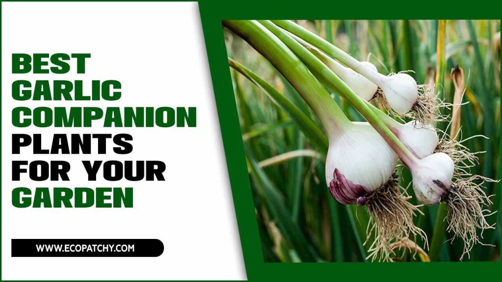 Best Garlic Companion Plants For Your Garden: Garlic Glory