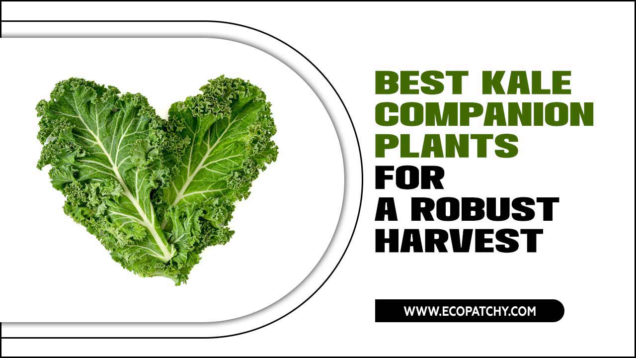 Best Kale Companion Plants For A Robust Harvest
