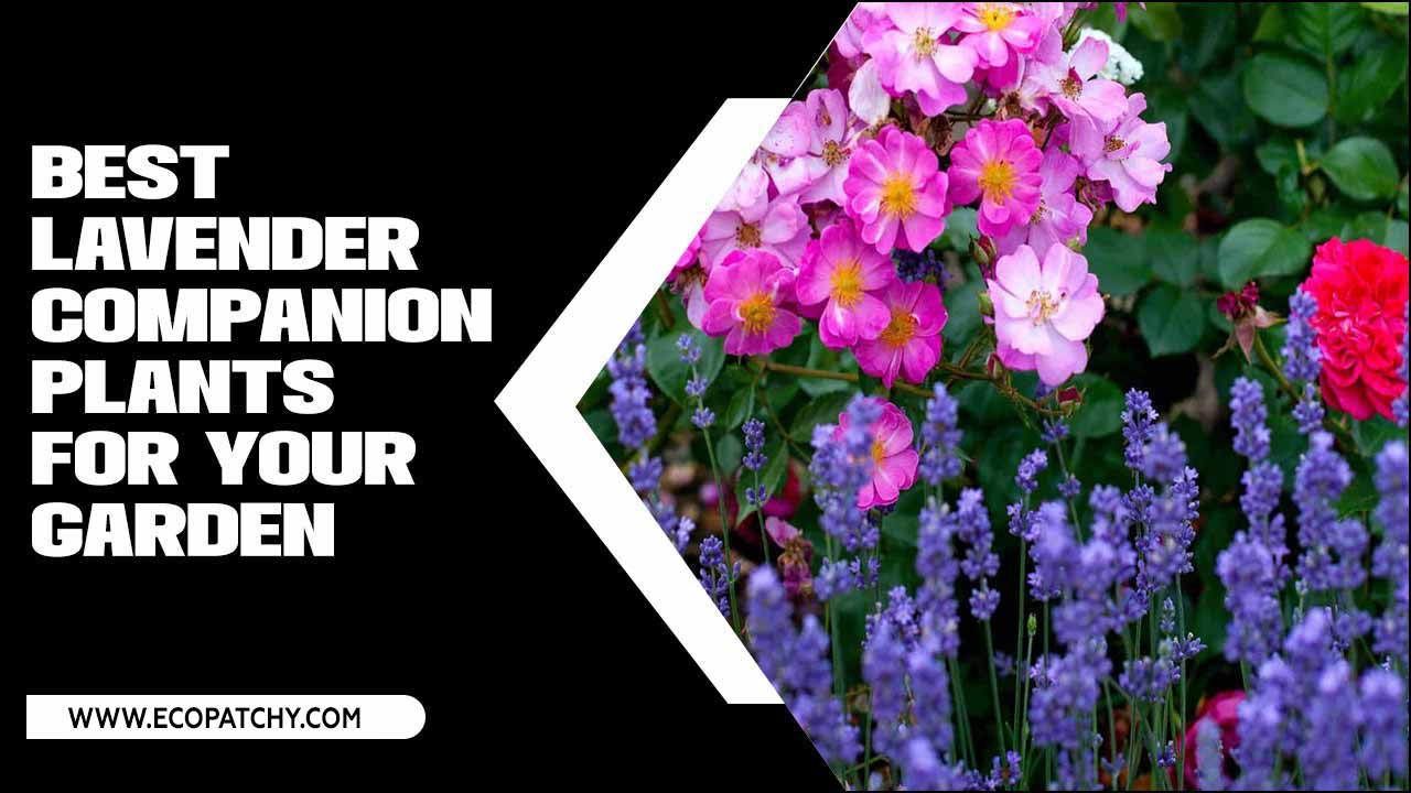 Best Lavender Companion Plants For Your Garden