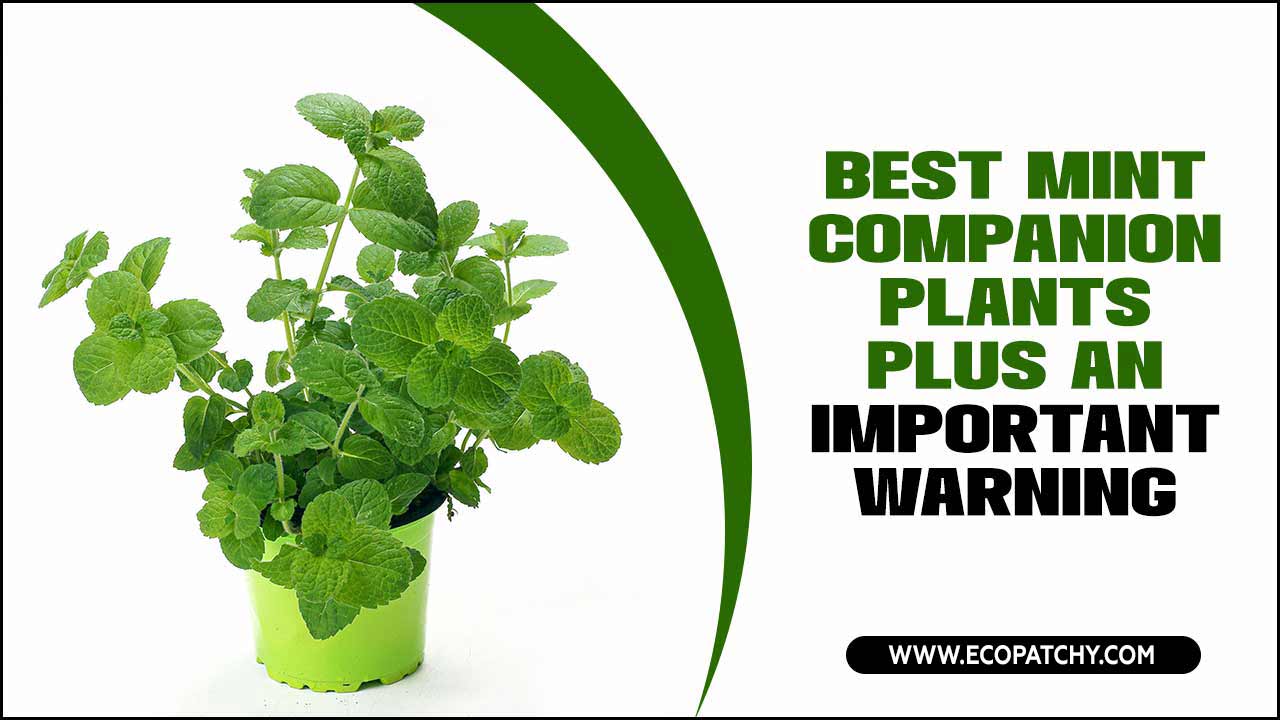 Best Mint Companion Plants Plus An Important Warning