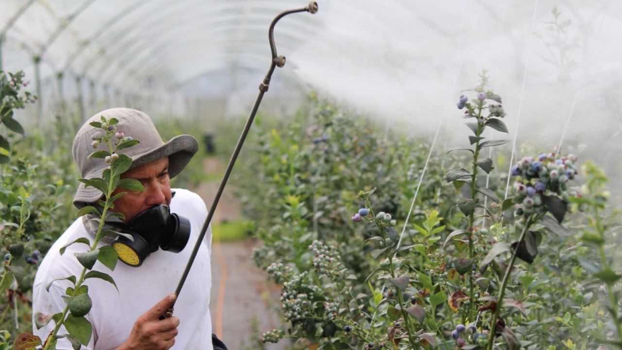 Best Practices For Pesticide Use In Greenhouses