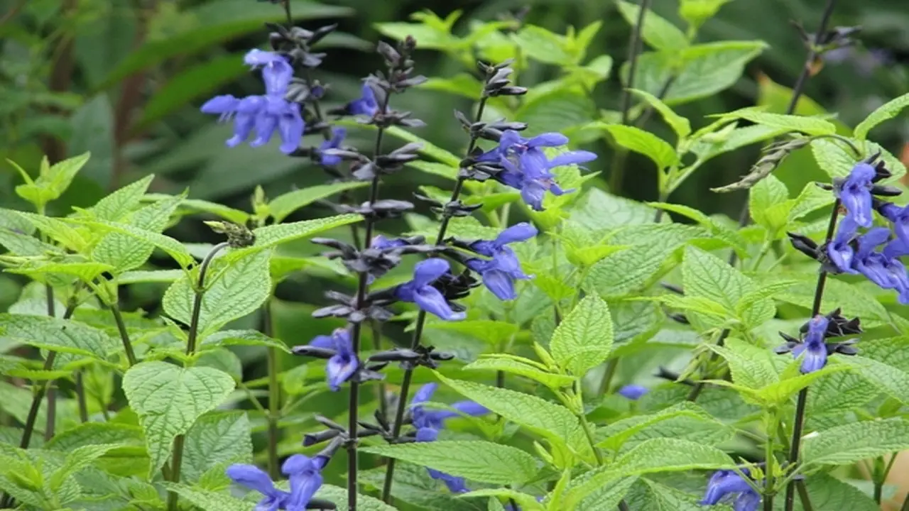 Black And Blue Sage (Salvia Guaranitica)
