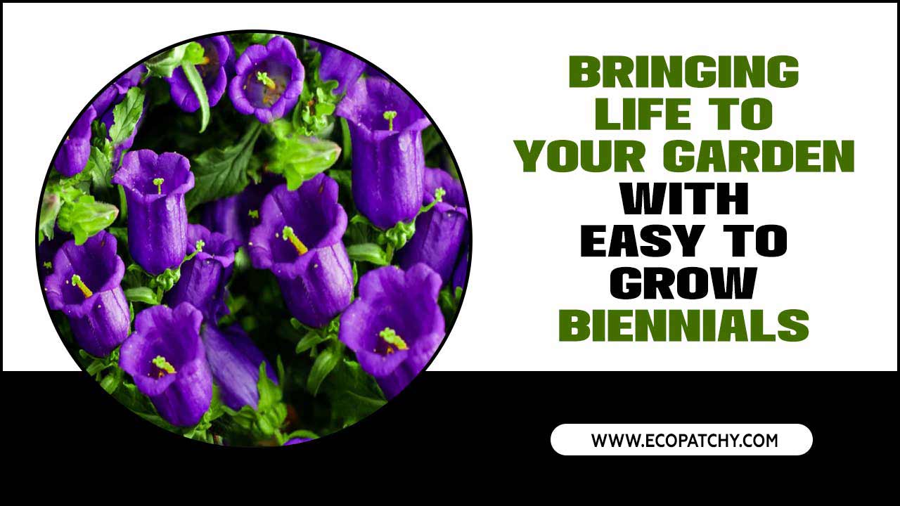 Bringing Life To Your Garden With Easy To Grow Biennials