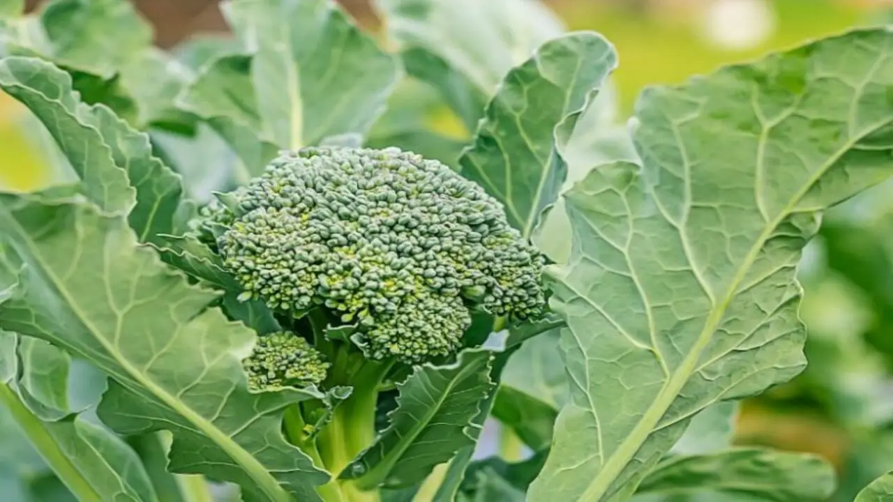 Broccoli (Brassica Oleracea)